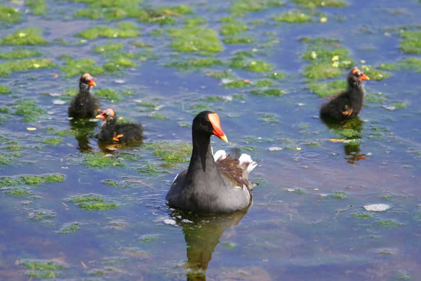 IMAGE: http://i14.photobucket.com/albums/a332/Shawdow/Nature/IMG_2343-size.jpg