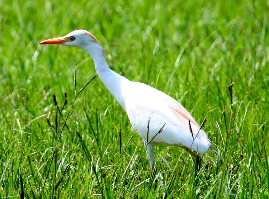 IMAGE: http://i14.photobucket.com/albums/a332/Shawdow/Nature/IMG_2363-size.jpg