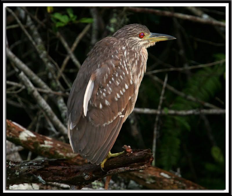 IMAGE: http://i14.photobucket.com/albums/a332/Shawdow/Nature/IMG_2719-size1.jpg