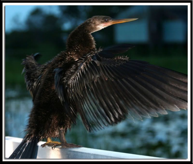 IMAGE: http://i14.photobucket.com/albums/a332/Shawdow/Nature/IMG_2777-size1.jpg