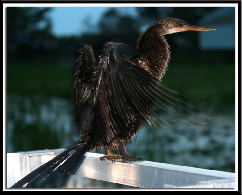 IMAGE: http://i14.photobucket.com/albums/a332/Shawdow/Nature/IMG_2779-size1.jpg