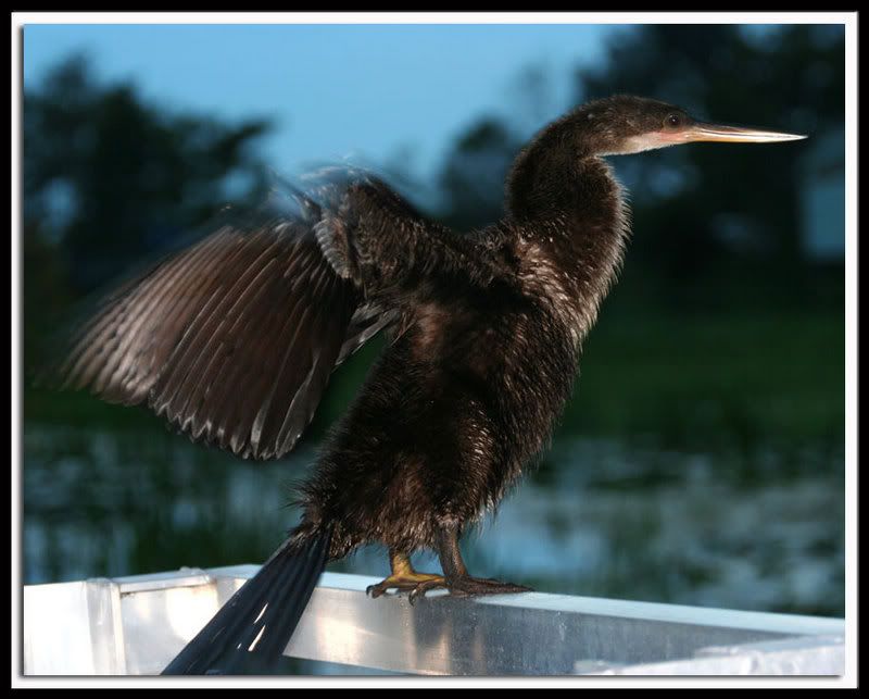 IMAGE: http://i14.photobucket.com/albums/a332/Shawdow/Nature/IMG_2781-size1.jpg