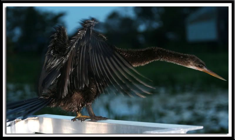 IMAGE: http://i14.photobucket.com/albums/a332/Shawdow/Nature/IMG_2788-size1.jpg