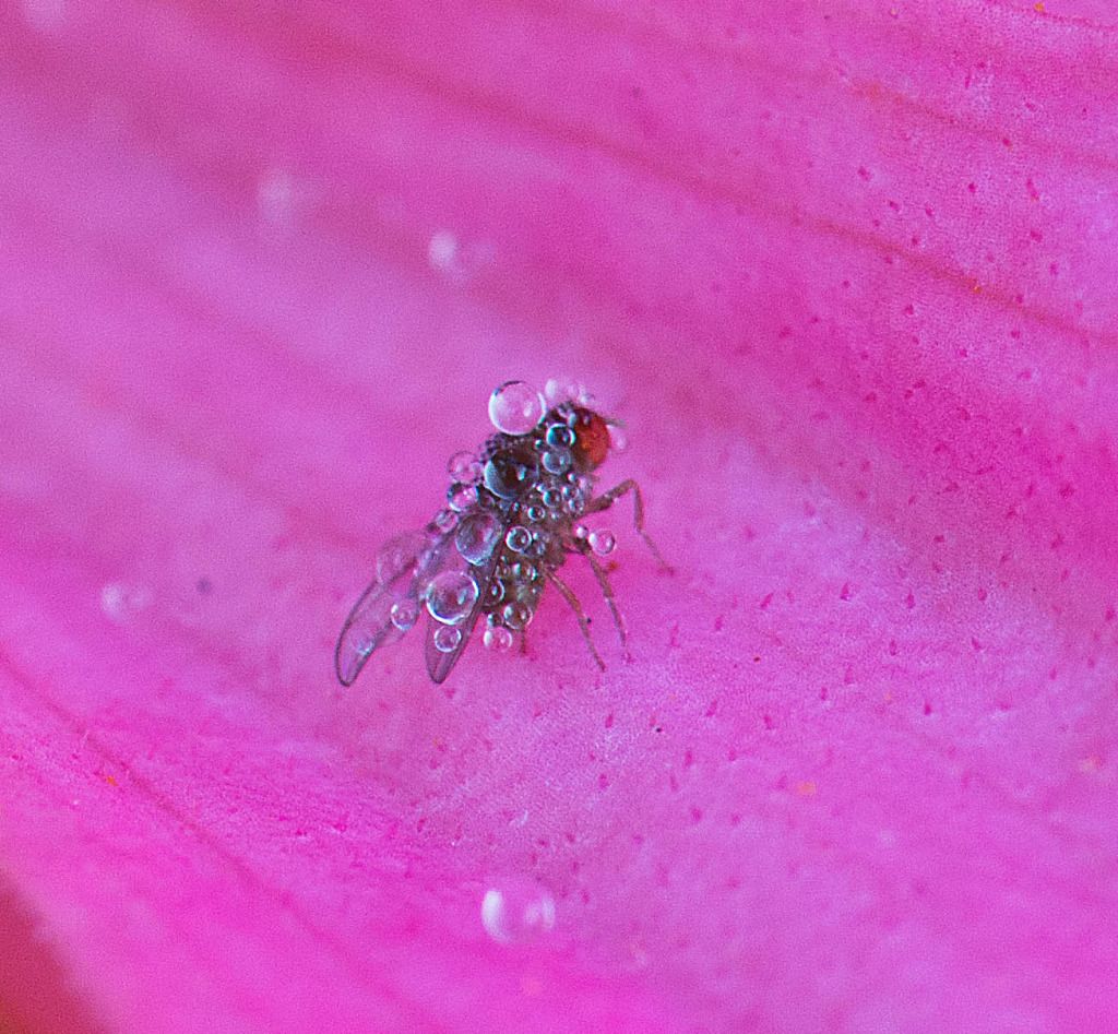 IMAGE: http://i14.photobucket.com/albums/a332/StarW77/DSC_0159-1.jpg