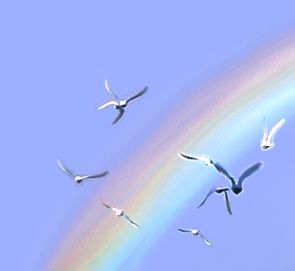 Birds+Rainbow Pictures, Images and Photos
