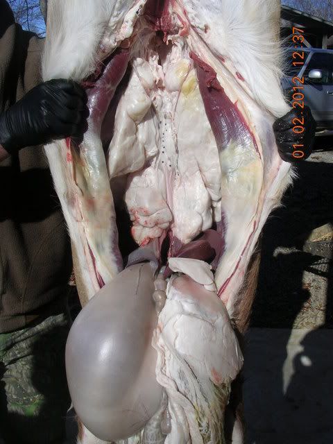[Linked Image]
