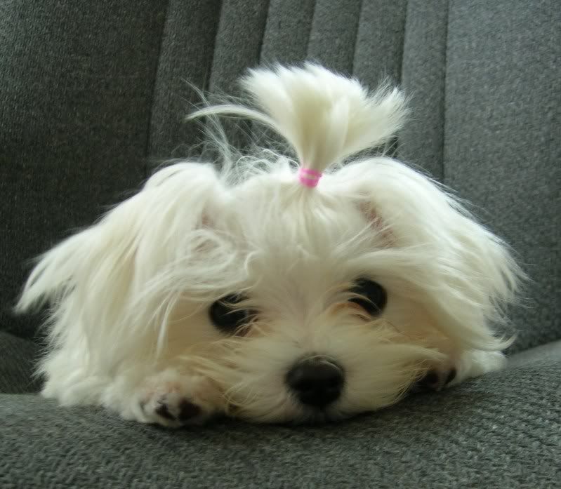 Hair around eyes. Cut or let grow? Maltese Dogs Forum Spoiled