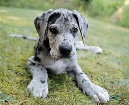 Saint Dane Puppies