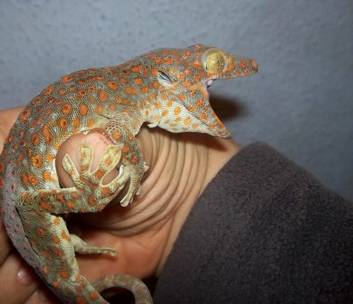 gecko auratus