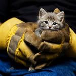 cat-rescued-av_HR.jpg
