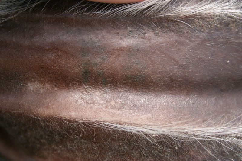 Ear tattoo ID help? - Goats
