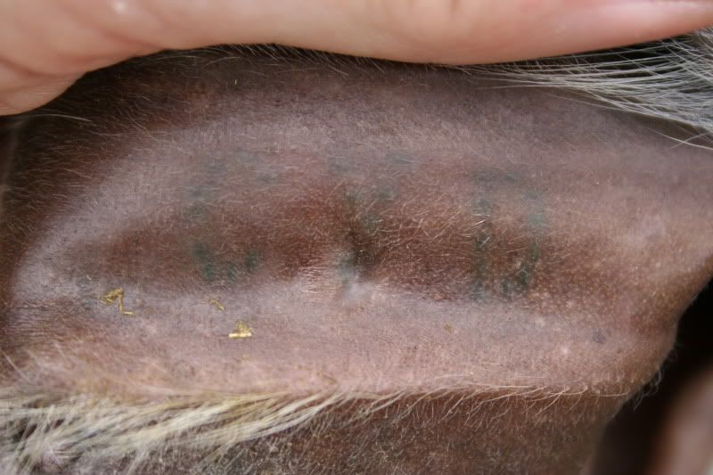 Ear tattoo ID help? - Goats