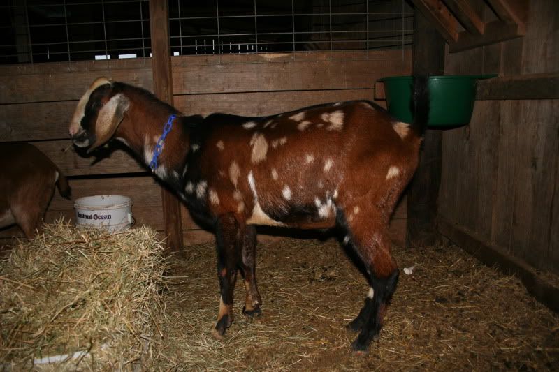 We have a buck!  (yes, there are pictures here!) - Goats