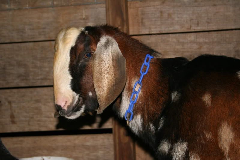 We have a buck!  (yes, there are pictures here!) - Goats