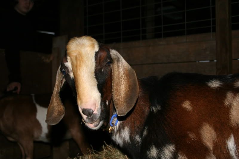We have a buck!  (yes, there are pictures here!) - Goats