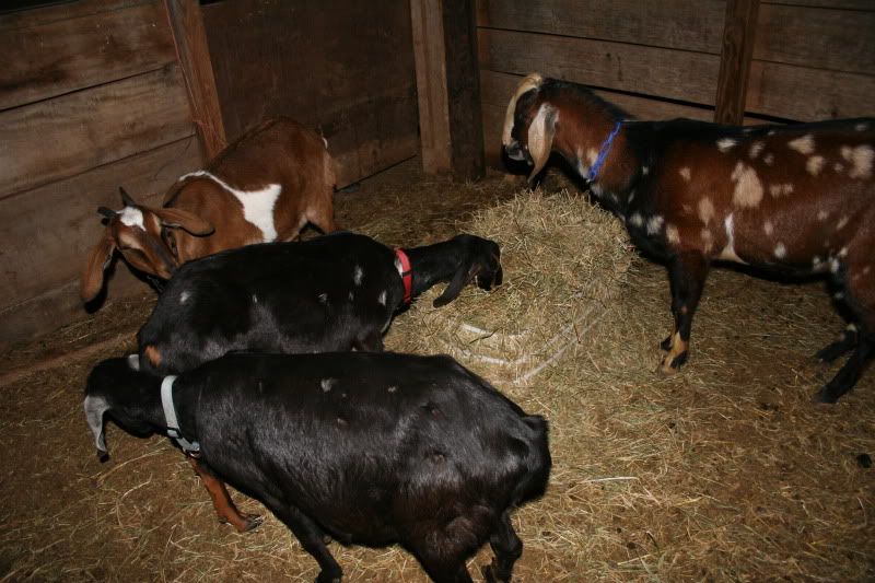 We have a buck!  (yes, there are pictures here!) - Goats