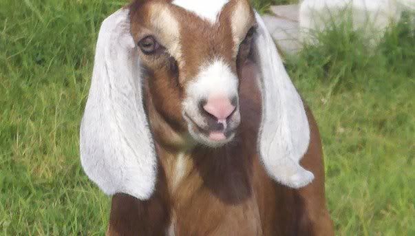 Baby pictures and a FF udder pic. - Goats