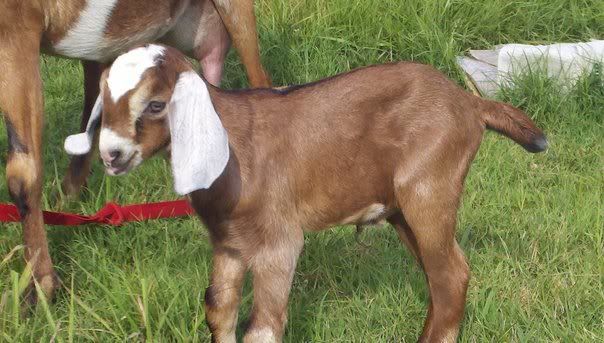 Baby pictures and a FF udder pic. - Goats