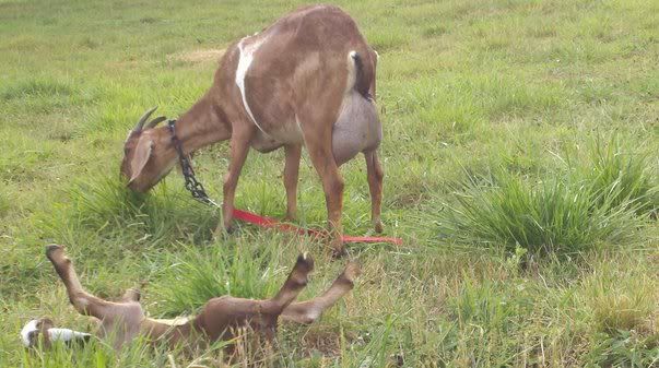 Baby pictures and a FF udder pic. - Goats