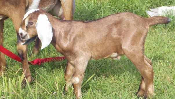 Baby pictures and a FF udder pic. - Goats