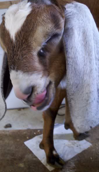 Cute kids pics  :) - Goats