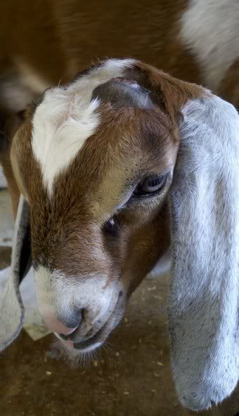 Cute kids pics  :) - Goats