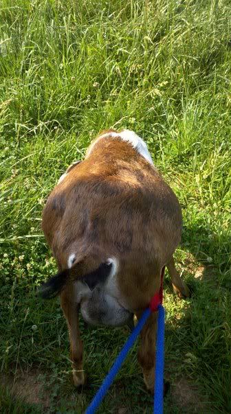 FF day 150-ish pic - Goats