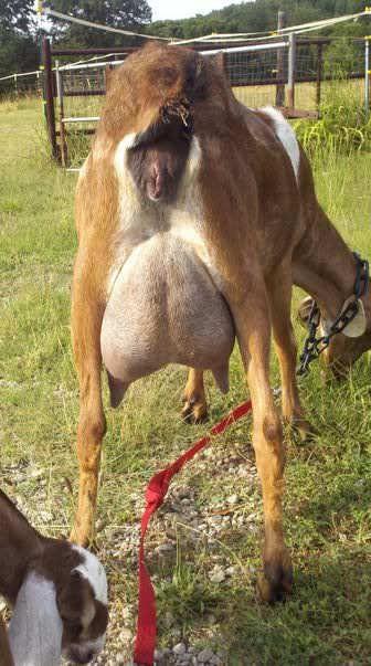 Baby pictures and a FF udder pic. - Goats