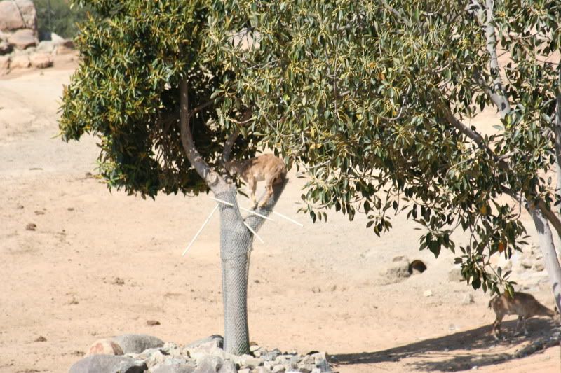 Do NOT show this to your goats!!!!  LOL!! - Goats