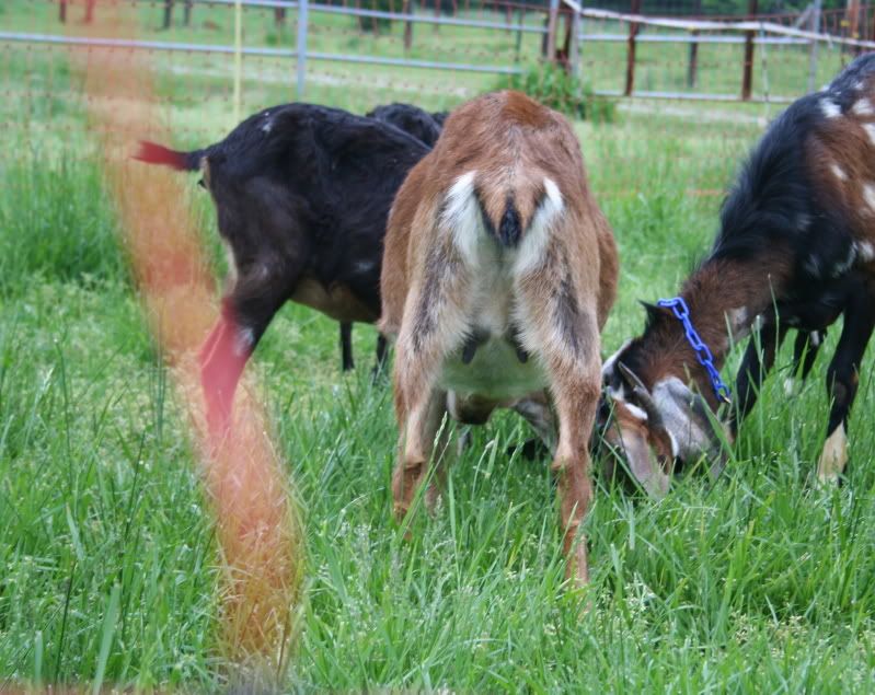 FF day 140 picture - Goats