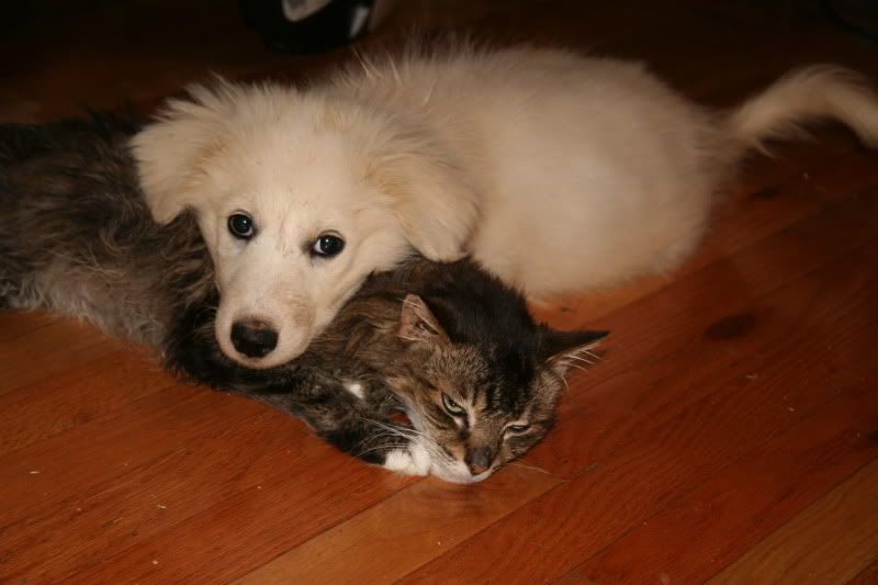 OK, Stop It!! - Goats