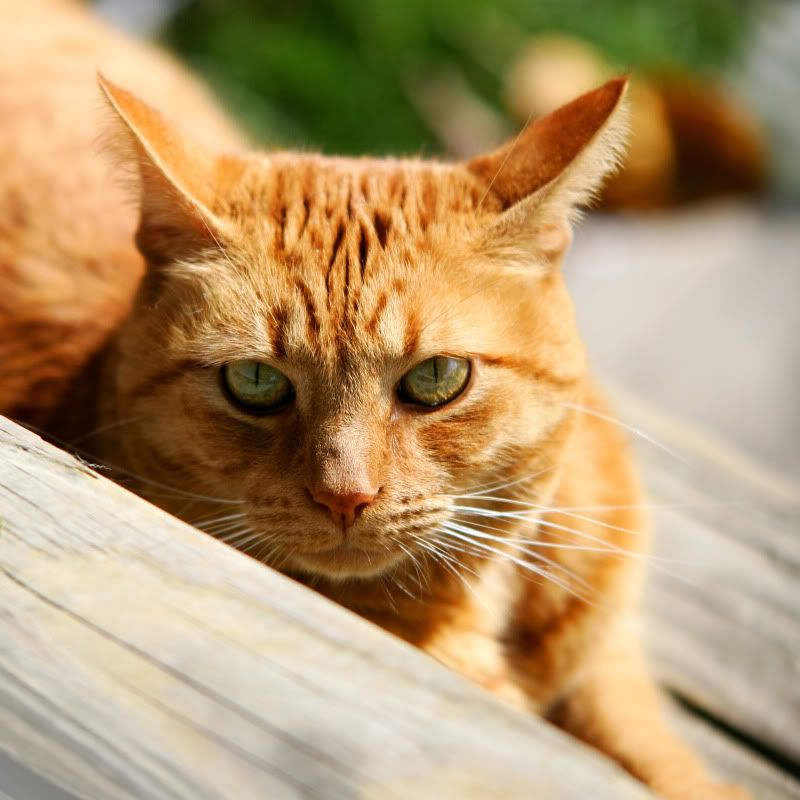 IMAGE: http://i14.photobucket.com/albums/a338/toadhunter911/PETS/002-1.jpg