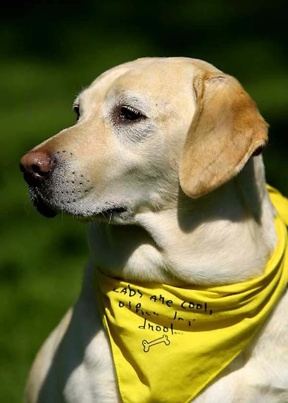 IMAGE: http://i14.photobucket.com/albums/a338/toadhunter911/PETS/nala-profile.jpg