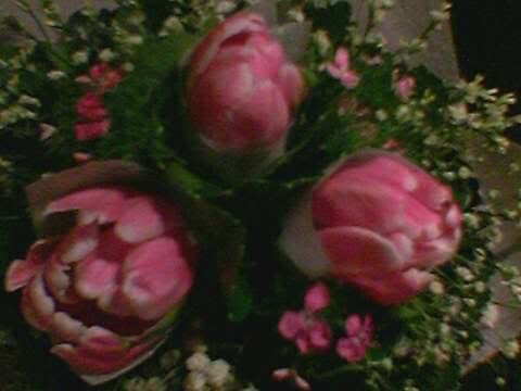 my tulips