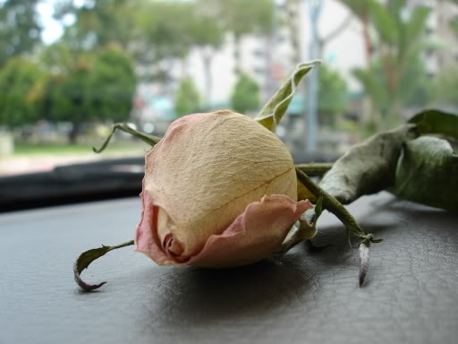 dry rose in the car
