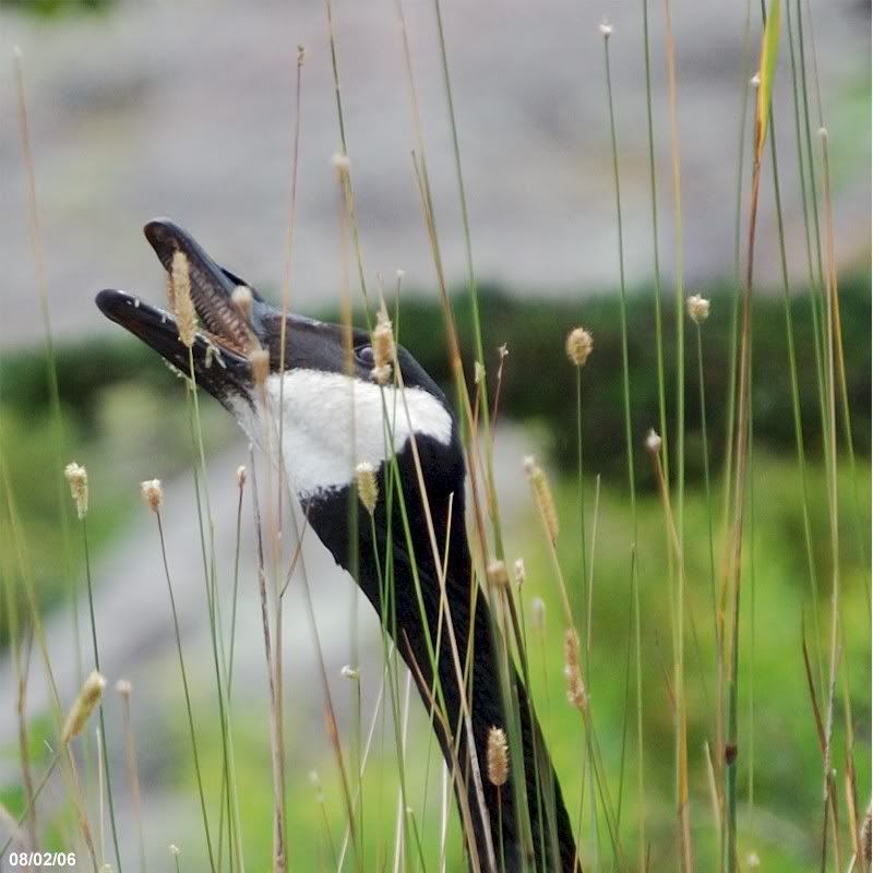 Canada goose eating wild grass, by FlashyWings