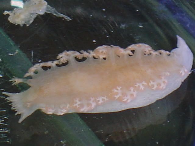 nudibranch2.jpg