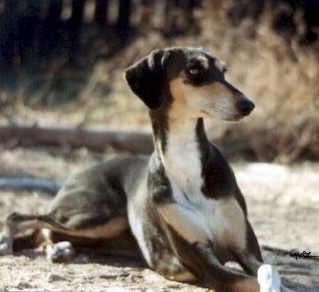 Good Thoughts Needed For My Saluki Please