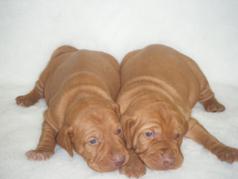 2008_0617weimeranervizslapups0053.jpg