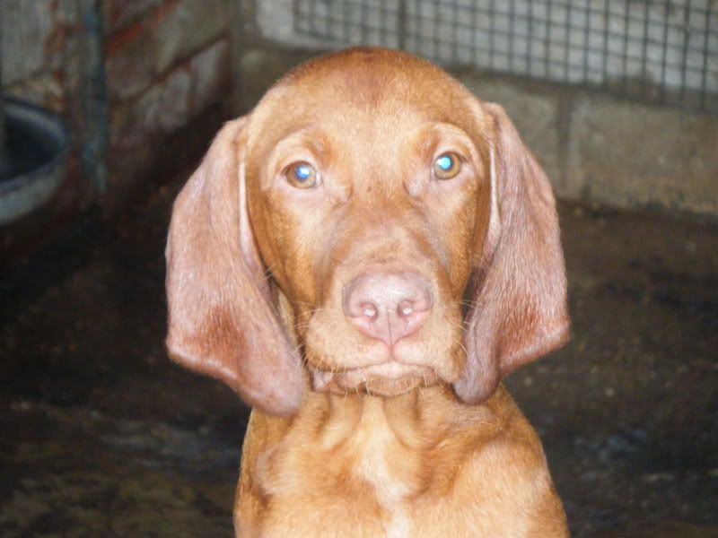 vizndweimaranerpup006.jpg