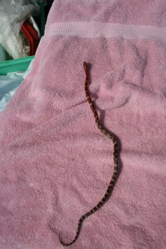 snake124.jpg