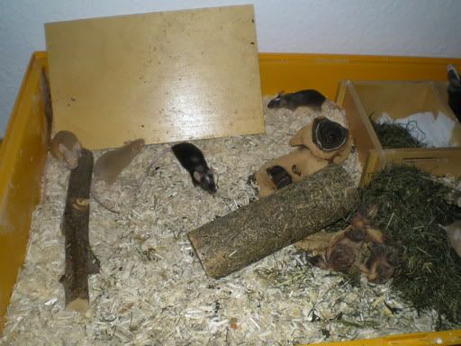 Mai09-Saubermachen05.jpg