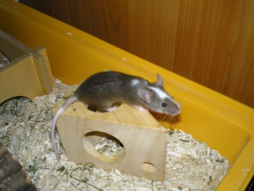 Mai09-Saubermachen10.jpg