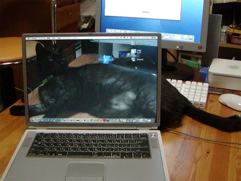 cat in laptop