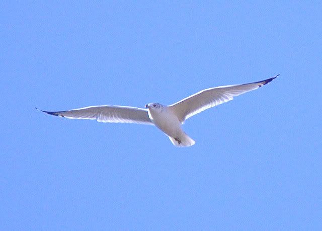 gull01.jpg