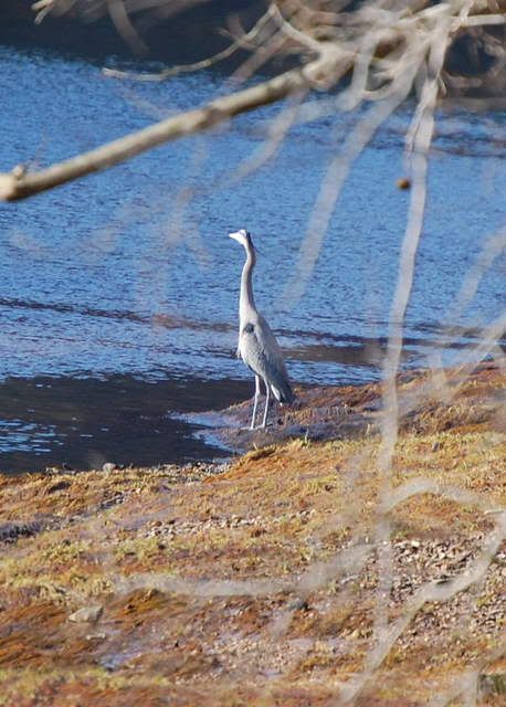 heron1.jpg