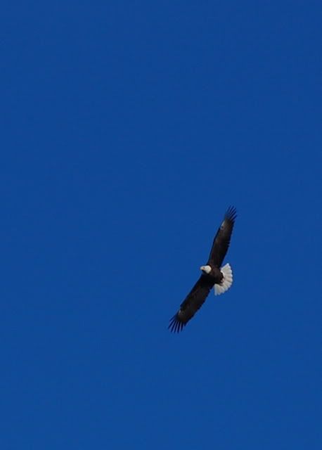 eagle01.jpg