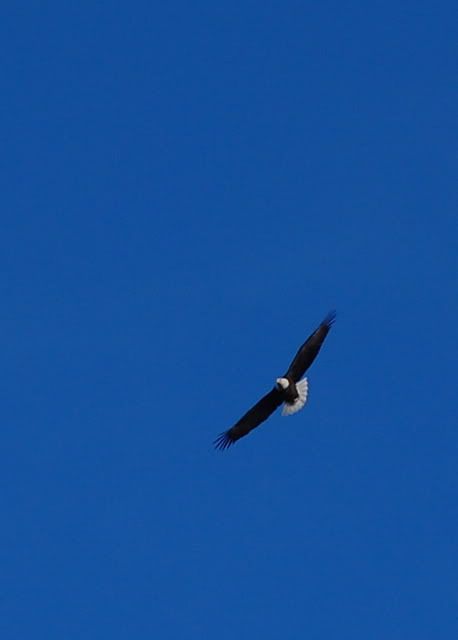 eagle02.jpg