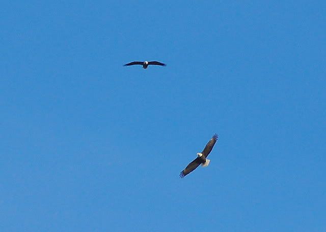 eagle07.jpg