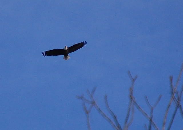 eagle08.jpg